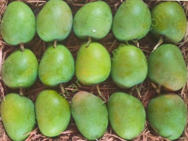 Alphonso Mangoes - Konkan