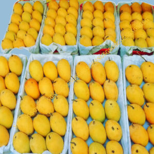 Premium Alphonso KIng Of Mangoes . Crop 2025.From Kokan Maharashtra India